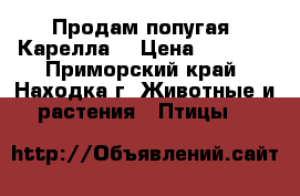 Продам попугая “Карелла“ › Цена ­ 4 500 - Приморский край, Находка г. Животные и растения » Птицы   